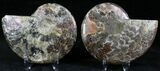 Polished Ammonite Pair - Million Years #22279-1